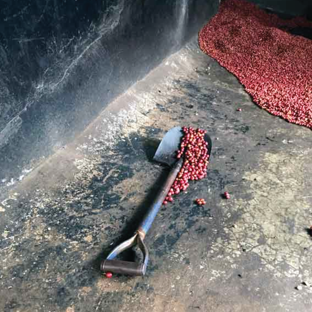 Bean There, Done That: Screen Sizing Coffee beans and Handege AB