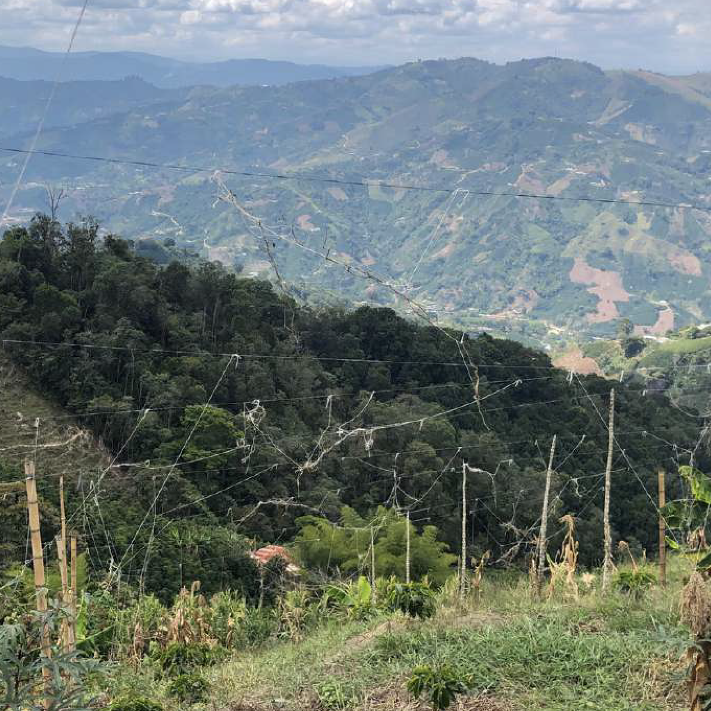 Alexander Vargas, Colombia