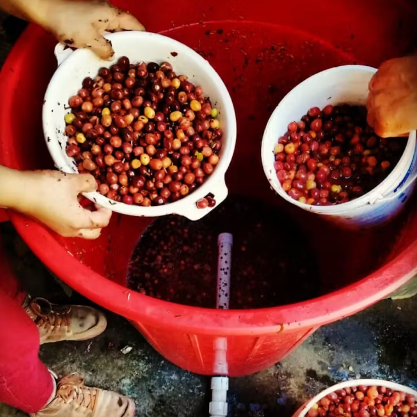 Sidamo Decaf, Ethiopia