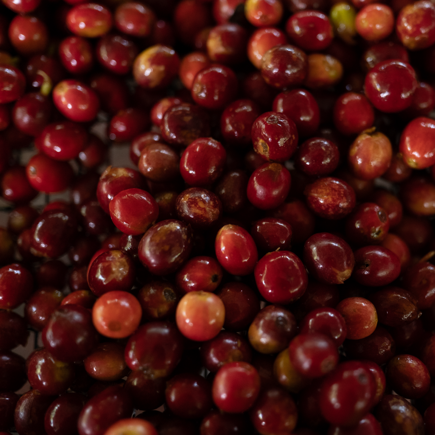 Alta Mogiana Brazil, Decaf