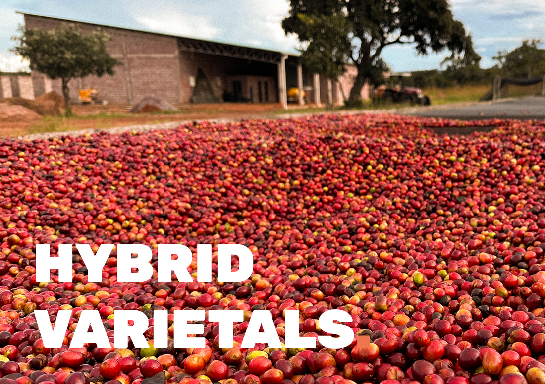 Climate Change and F1s - The Future of Coffee?