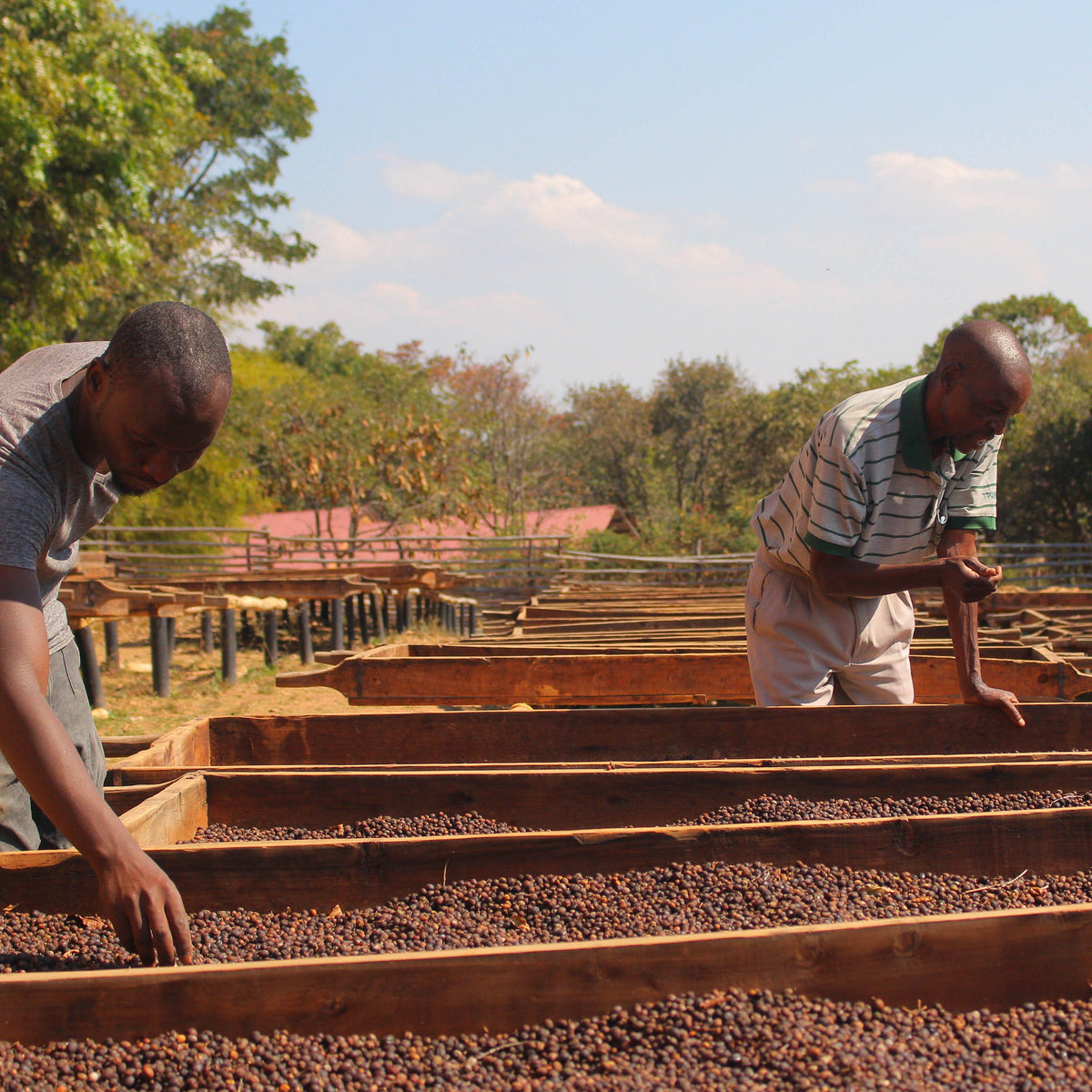 Coffee Spotlight: Shimilangwada AB, Tanzania