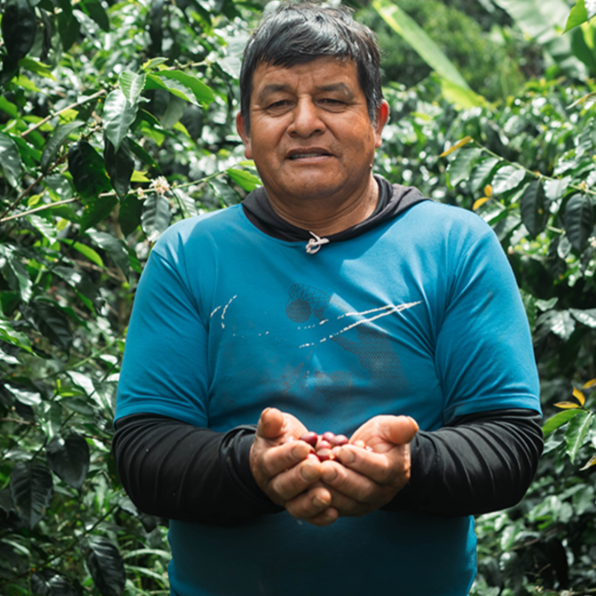 Finca El Eucalipto, Peru