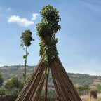 Bekele Yutute, Ethiopia